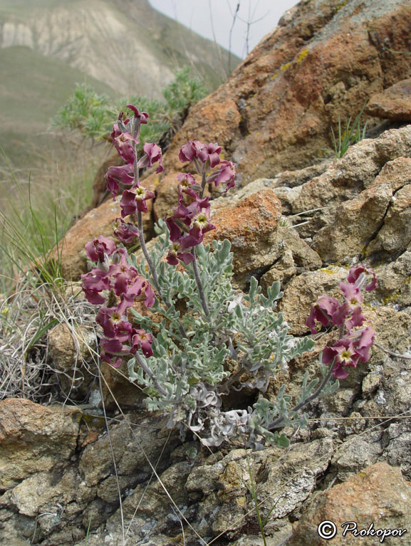 Image of Matthiola odoratissima specimen.