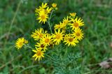 Senecio jacobaea