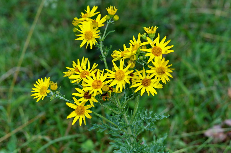 Изображение особи Senecio jacobaea.