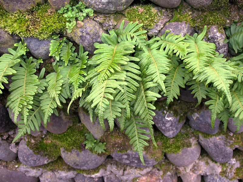 Image of Polypodium vulgare specimen.