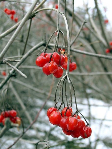 Image of Viburnum opulus specimen.