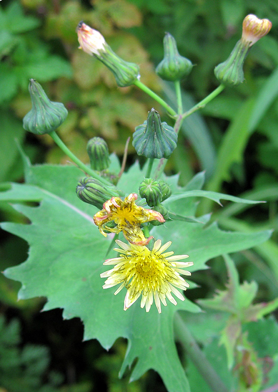 Image of Sonchus oleraceus specimen.