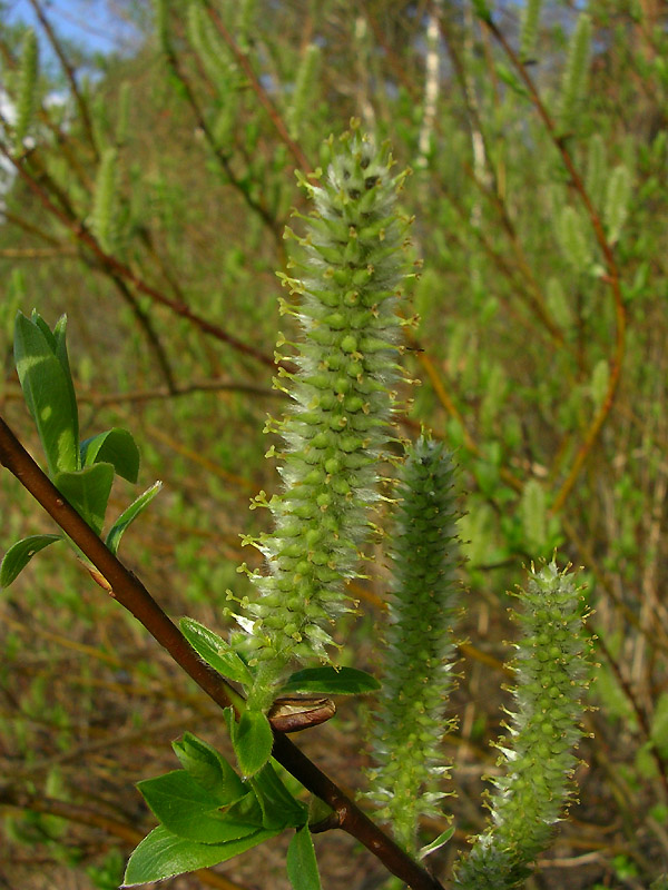 Изображение особи Salix phylicifolia.