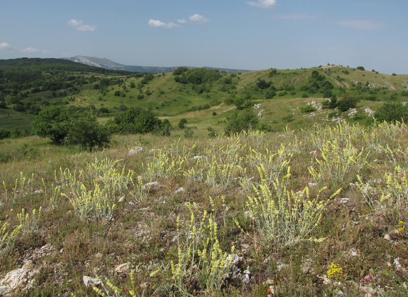 Изображение особи Sideritis catillaris.