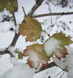 Viburnum opulus. Ветвь с листьями в осенней окраске. Краснодарский край, Кущёвский р-н, станица Шкуринская, палисадник. 03.11.2009.