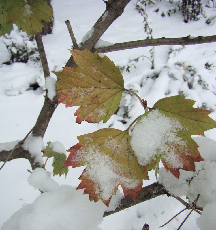 Image of Viburnum opulus specimen.