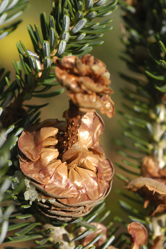 Image of Abies koreana specimen.