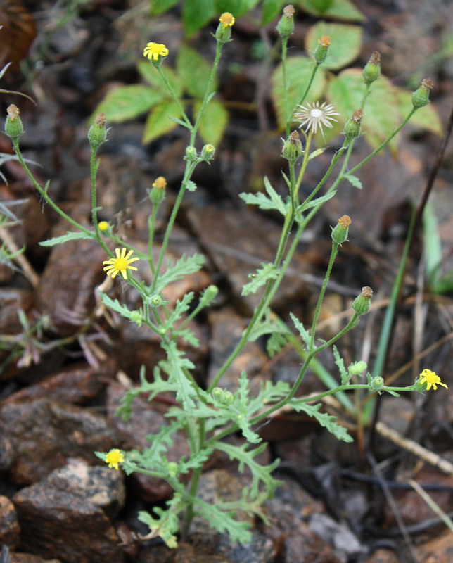 Изображение особи Senecio viscosus.