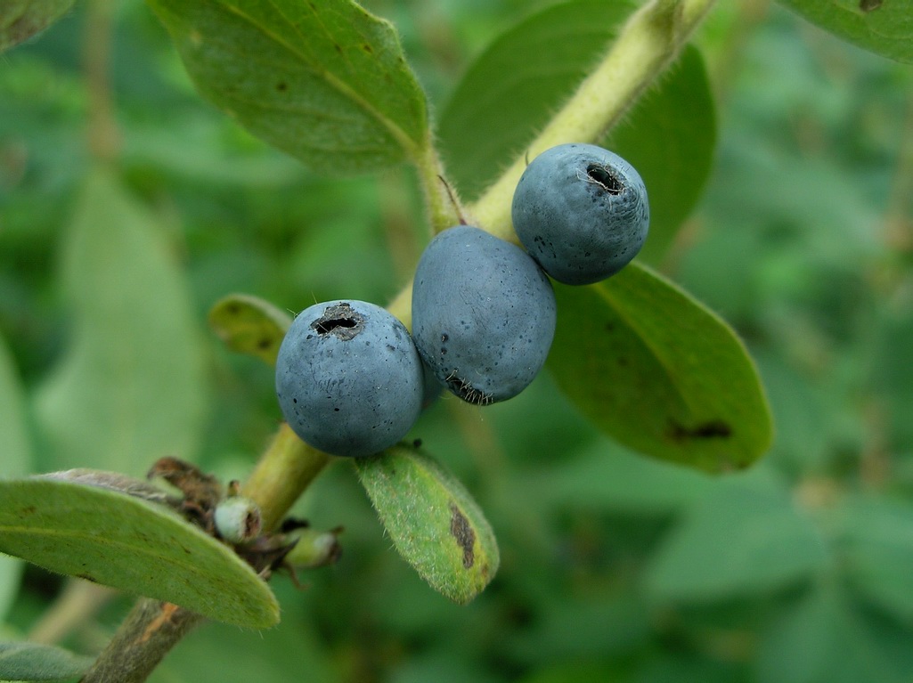 Image of Lonicera pallasii specimen.