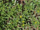 Portulaca oleracea. Цветущее растение. Кыргызстан, г. Бишкек, газон по ул. Боконбаева. 06.09.2015.