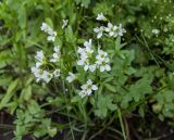 Cardamine amara