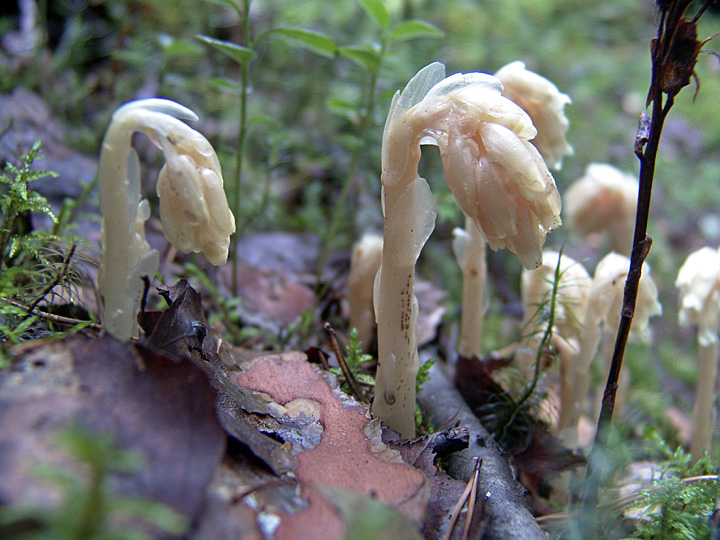 Image of Hypopitys monotropa specimen.