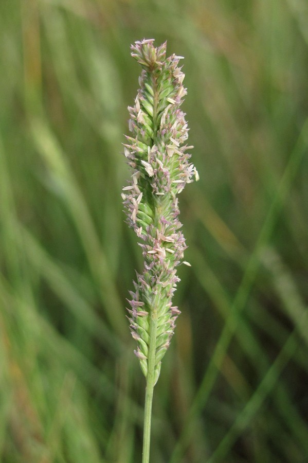 Image of Aeluropus littoralis specimen.
