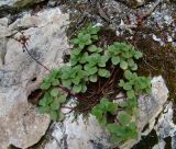 Sedum stoloniferum. Плодоносящее растение. Краснодарский край, Сочи, окр. Хосты, Тисо-самшитовая роща. 14.07.2015.