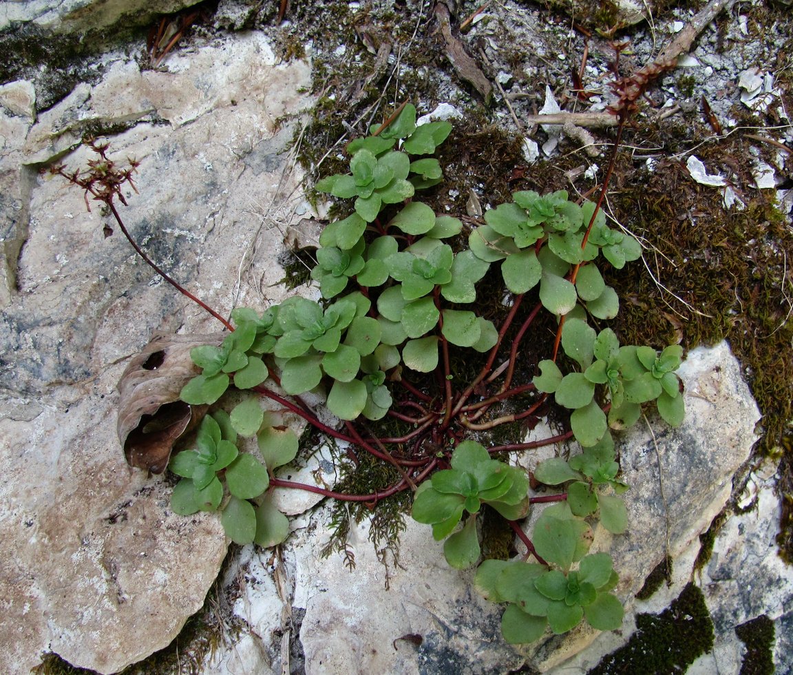 Изображение особи Sedum stoloniferum.