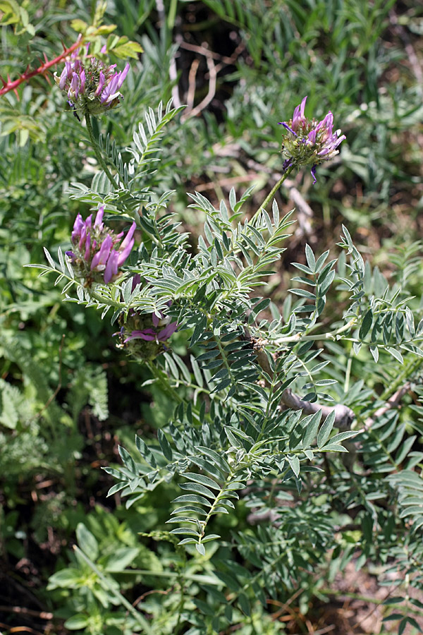 Изображение особи Astragalus ugamicus.