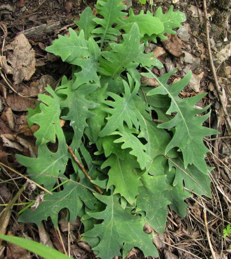 Image of Youngia tenuifolia specimen.