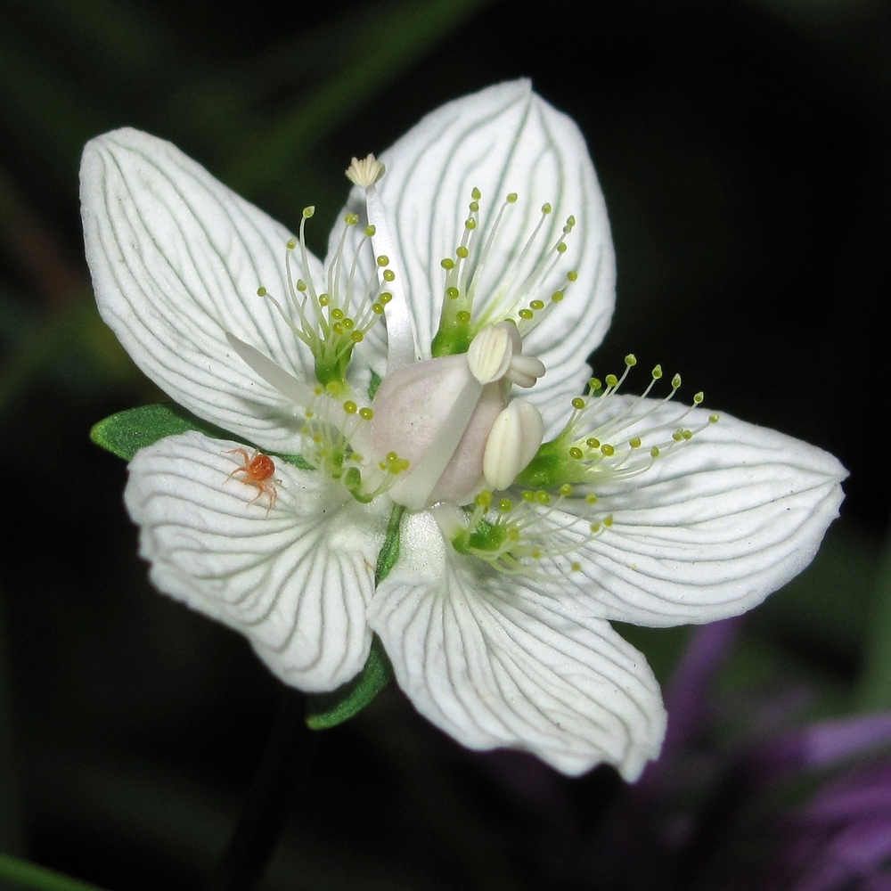 Изображение особи Parnassia palustris.