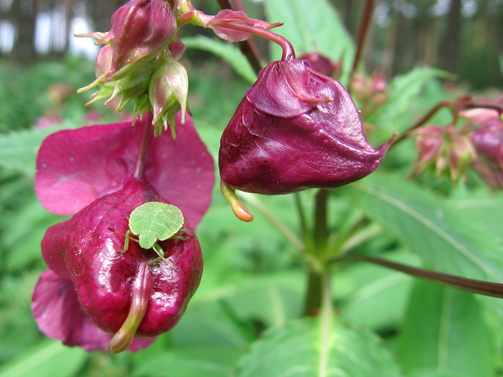 Изображение особи Impatiens glandulifera.