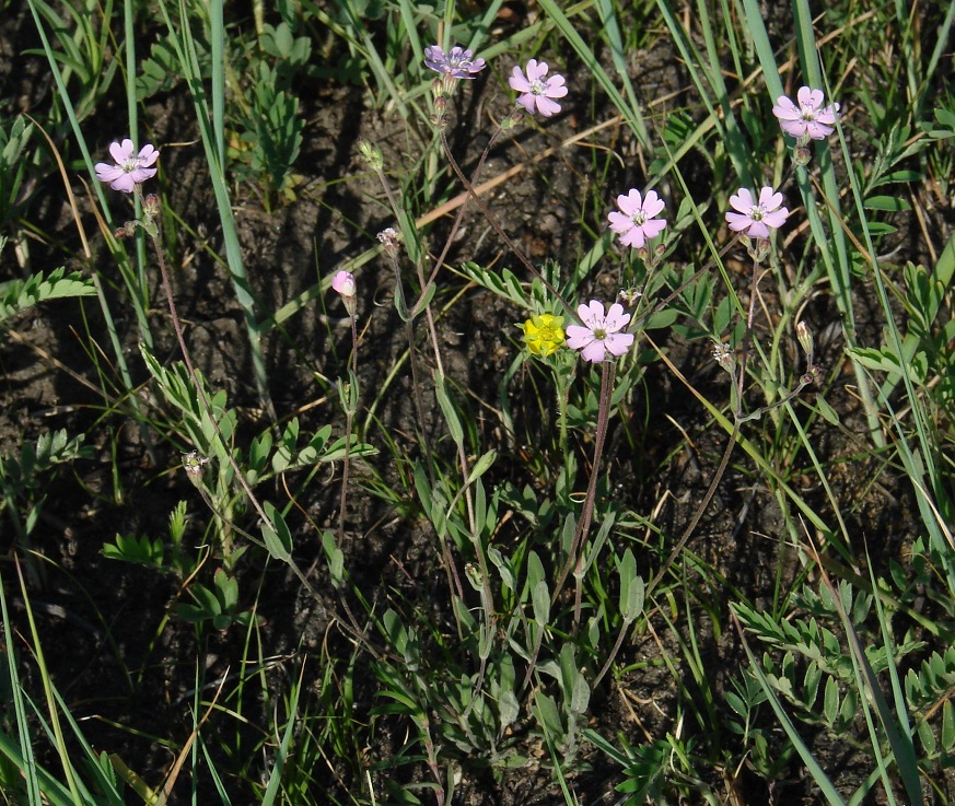 Изображение особи Lychnis sibirica.