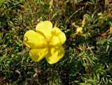 Rosa platyacantha. Ветвь с цветком и бутонами. Казахстан, Джунгарский Алатау, долина реки Коксу ниже пос. Рудничный километров на 45-50. Начало мая 2012 г.