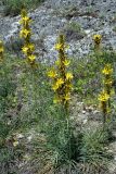 Asphodeline lutea