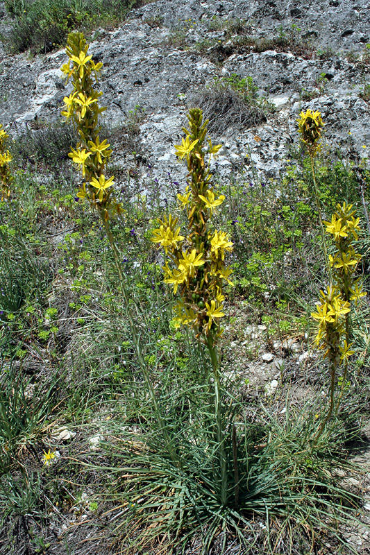 Изображение особи Asphodeline lutea.