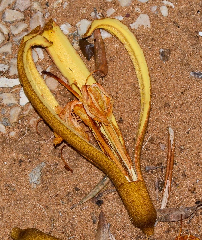 Image of Pterospermum acerifolium specimen.