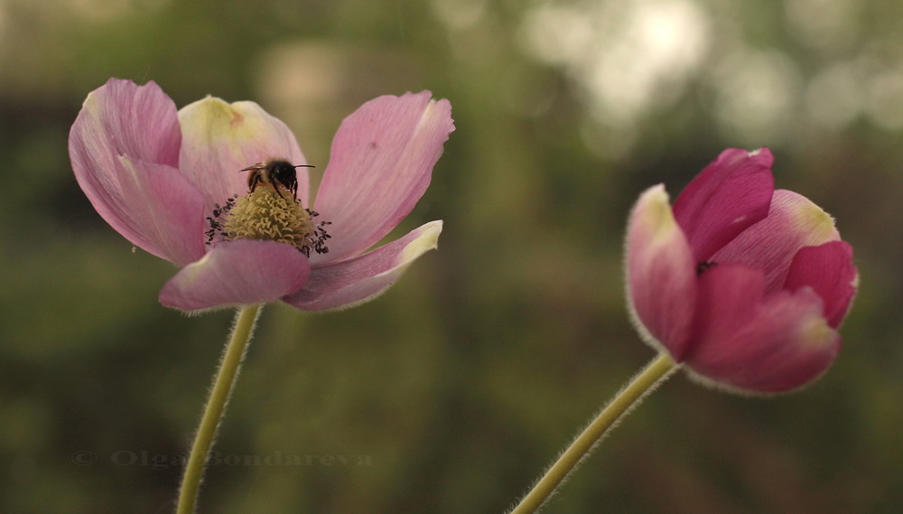 Изображение особи Pulsatilla kostyczewii.