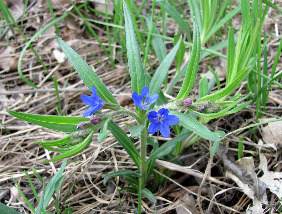 Изображение особи Aegonychon purpureocaeruleum.