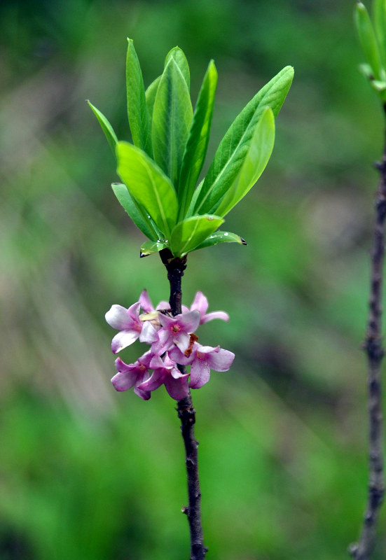 Image of Daphne mezereum specimen.