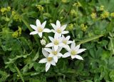 Ornithogalum balansae. Цветки. Карачаево-Черкесия, окр. пос. Нижний Архыз, гора Пастухова, субальпийский луг (выс. около 1900 м н.у.м.). 14.06.2015.