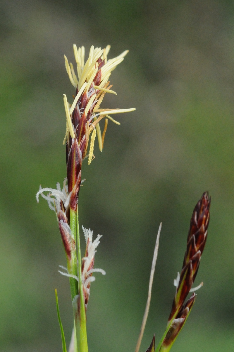 Изображение особи Carex turkestanica.