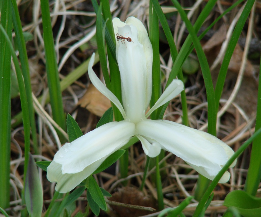 Изображение особи Iris ruthenica.