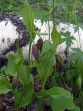 Cypripedium calceolus