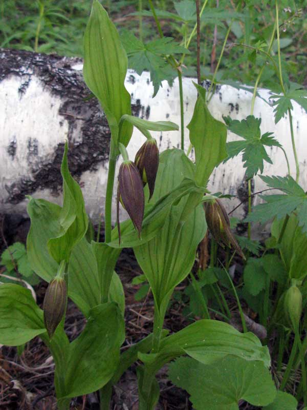 Image of Cypripedium calceolus specimen.