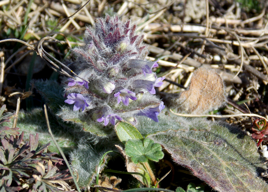 Image of Ajuga orientalis specimen.