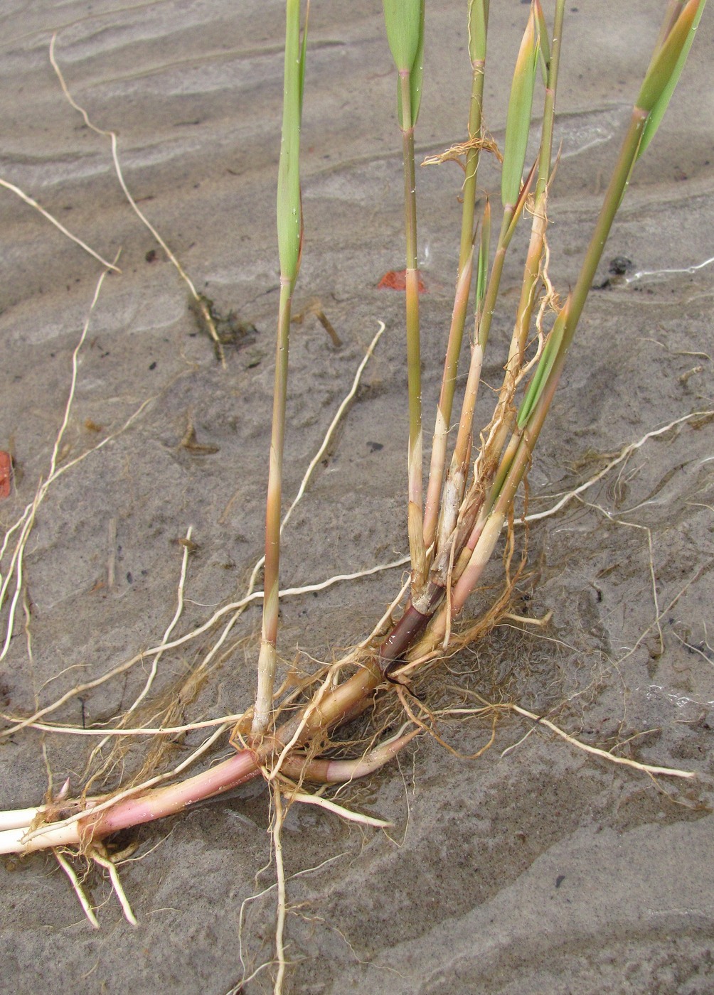 Изображение особи Phragmites australis.