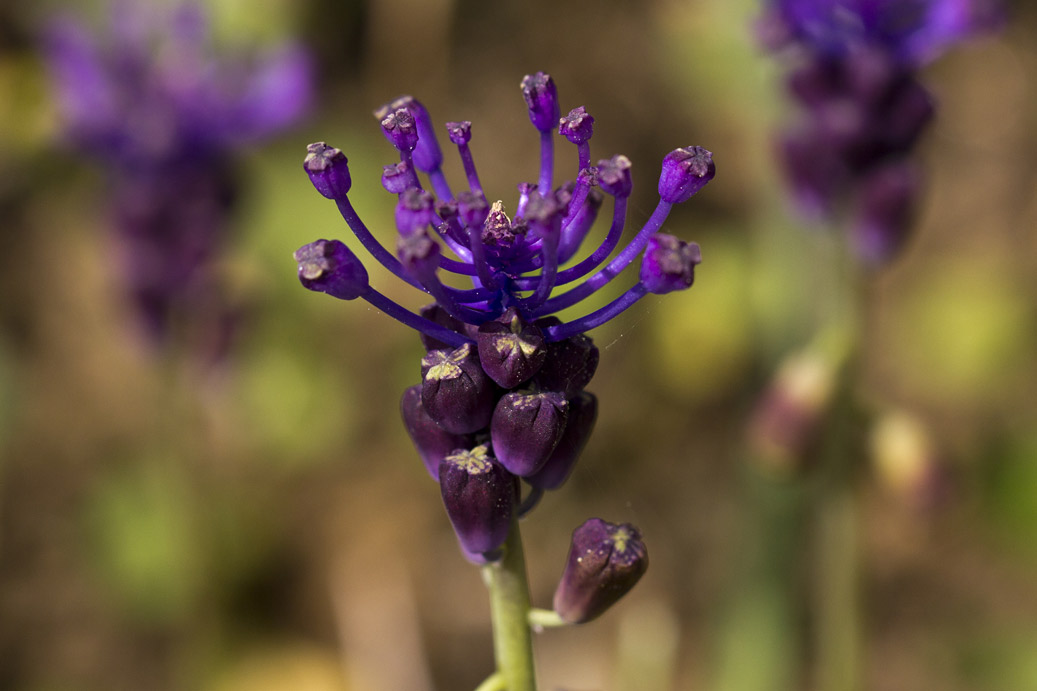 Изображение особи Leopoldia comosa.