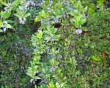 Myrtus communis