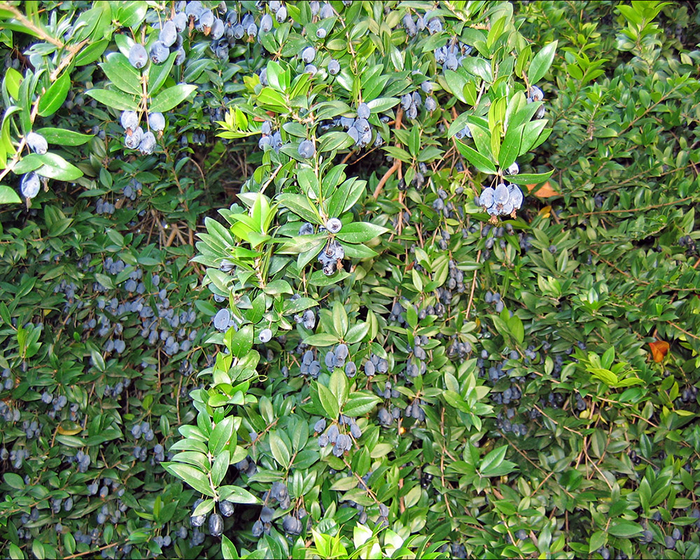 Image of Myrtus communis specimen.