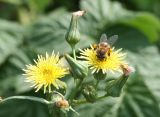 Sonchus oleraceus