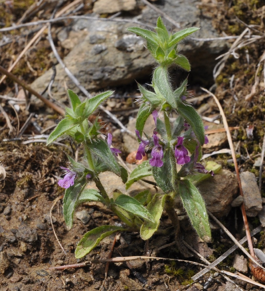 Изображение особи Sideritis romana ssp. purpurea.