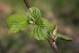 Alnus glutinosa. Побег с молодыми листьями. Пермский край, Кировский р-н, окр. дер. Оборино, сырой луг, одиночное дерево. 14.05.2016.