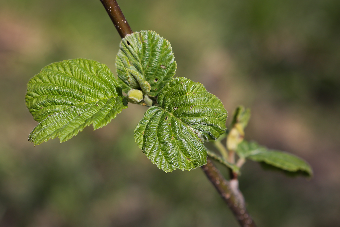 Image of Alnus glutinosa specimen.