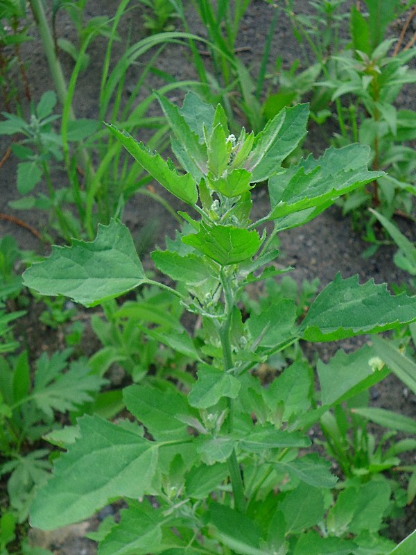 Изображение особи Chenopodium album.