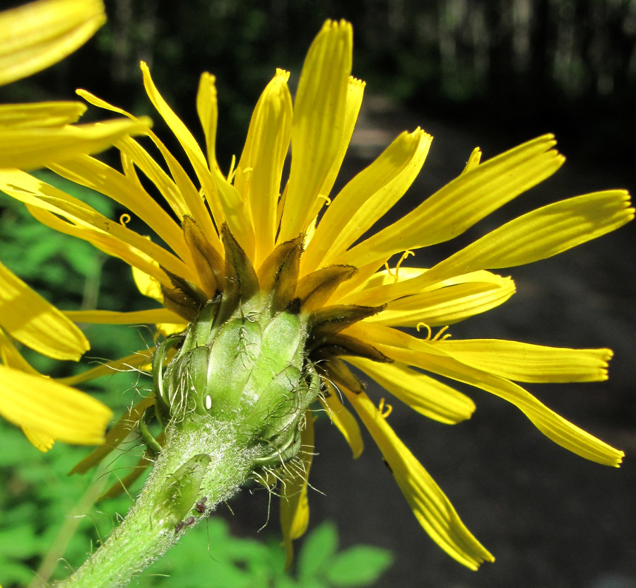 Image of Crepis sibirica specimen.