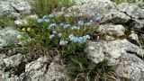 Myosotis lithospermifolia