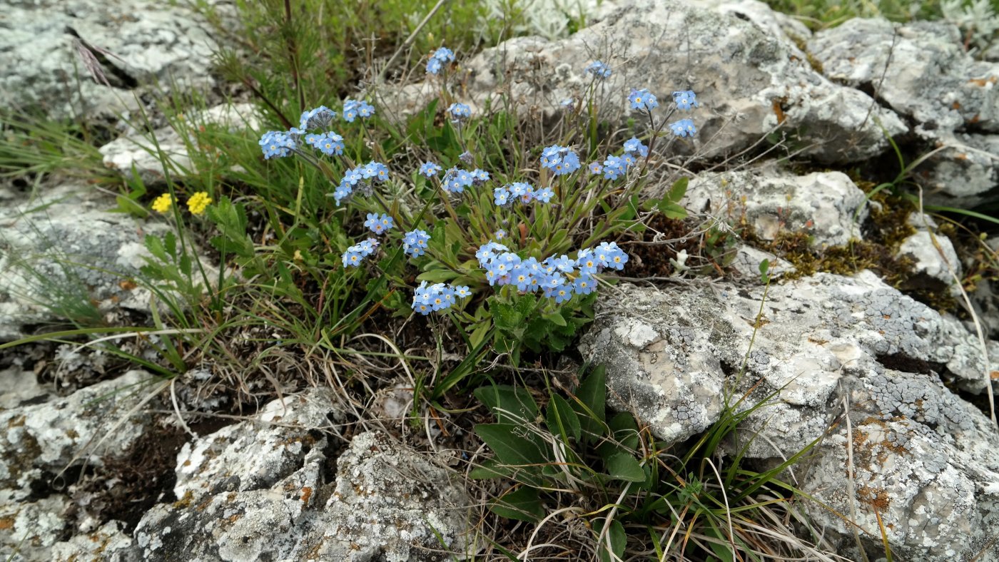 Image of Myosotis lithospermifolia specimen.