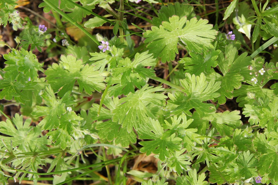 Изображение особи Geranium pusillum.